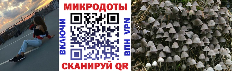 Псилоцибиновые грибы GOLDEN TEACHER  как найти закладки  Каменногорск 